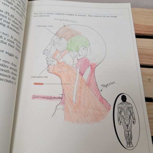 BOOK Start Exploring "Gray's Anatomy": A Fact-filled Coloring Book - Picture 7 of 7